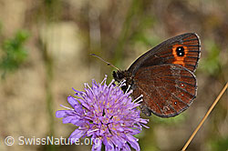 Graubindiger Mohrenfalter (Erebia aethiops) auf Wald-Witwenblume (Knautia dipsacifolia) (C268076) Graubindiger Mohrenfalter (Erebia aethiops) auf Wald-Witwenblume (Knautia dipsacifolia) (C268076)