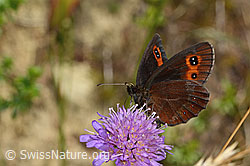 Graubindiger Mohrenfalter (Erebia aethiops) auf Wald-Witwenblume (Knautia dipsacifolia)