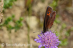 Graubindiger Mohrenfalter (Erebia aethiops) auf Wald-Witwenblume (Knautia dipsacifolia) (C268078) Graubindiger Mohrenfalter (Erebia aethiops) auf Wald-Witwenblume (Knautia dipsacifolia) (C268078)