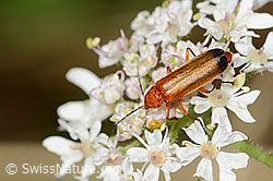 Rotgelber Weichkäfer (Rhagonycha fulva) auf Wilder Möhre (Daucus carota ssp. carota) (C268088) Rotgelber Weichkäfer (Rhagonycha fulva) auf Wilder Möhre (Daucus carota ssp. carota) (C268088)