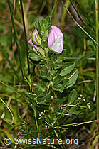 Kriechende Hauhechel (Ononis repens) (C268105) Kriechende Hauhechel (Ononis repens) (C268105)