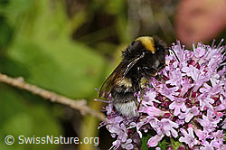 Bombus terrestris on Origanum vulgare (C268108)