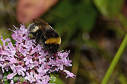 Bombus terrestris on Origanum vulgare (C268109)