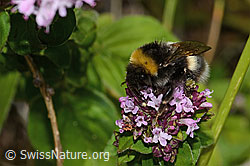 Bombus terrestris on Origanum vulgare (C268110)