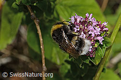 Bombus terrestris on Origanum vulgare (C268111)