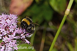 Bombus terrestris on Origanum vulgare (C268112)