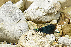 Blauflügel-Prachtlibelle (Calopteryx virgo) (C268120)