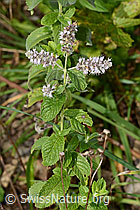 Rossminze (Mentha longifolia) (03.09.2023, C276381)