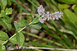 Rossminze (Mentha longifolia) (03.09.2023, C276382)
