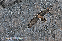 Bartgeier (Gypaetus barbatus) (C279951) Bartgeier (Gypaetus barbatus) (C279951)
