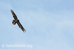 Bartgeier (Gypaetus barbatus) (C279967) Bartgeier (Gypaetus barbatus) (C279967)