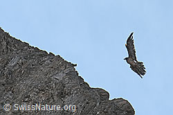 Bartgeier (Gypaetus barbatus) (C279971) Bartgeier (Gypaetus barbatus) (C279971)