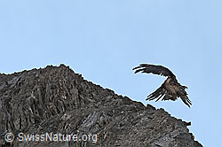 Bartgeier (Gypaetus barbatus) (C279972) Bartgeier (Gypaetus barbatus) (C279972)