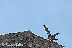 Bartgeier (Gypaetus barbatus) (C279973) Bartgeier (Gypaetus barbatus) (C279973)
