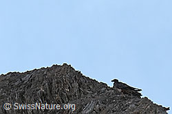 Bartgeier (Gypaetus barbatus) (C279975) Bartgeier (Gypaetus barbatus) (C279975)