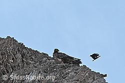 Bartgeier (Gypaetus barbatus) (C279977) Bartgeier (Gypaetus barbatus) (C279977)