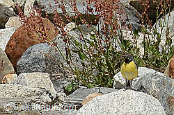 Gebirgsstelze (Motacilla cinerea) (07.2024, C301585)