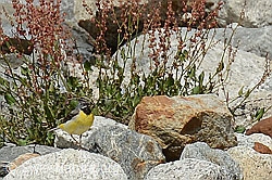Gebirgsstelze (Motacilla cinerea) (C301586)