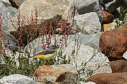 Gebirgsstelze (Motacilla cinerea) (07.2024, C301589)