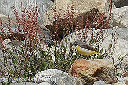 Gebirgsstelze (Motacilla cinerea) (C301592)