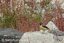 Gebirgsstelze (Motacilla cinerea) (C301596)
