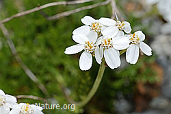 Achillea erba-rotta ssp. moschata (C301615)