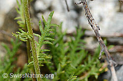 Achillea erba-rotta ssp. moschata (C301616)
