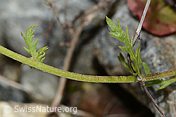 Achillea erba-rotta ssp. moschata (C301617)