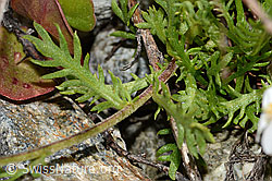 Achillea erba-rotta ssp. moschata (C301618)