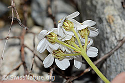 Achillea erba-rotta ssp. moschata (C301622)