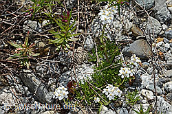 Achillea erba-rotta ssp. moschata (C301623)