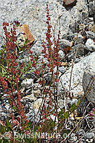 Schildblättriger Ampfer (Rumex scutatus) (C301624) Schildblättriger Ampfer (Rumex scutatus) (C301624)