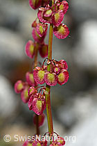 Schildblättriger Ampfer (Rumex scutatus) (C301626) Schildblättriger Ampfer (Rumex scutatus) (C301626)