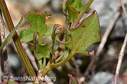 Schildblättriger Ampfer (Rumex scutatus) (C301627) Schildblättriger Ampfer (Rumex scutatus) (C301627)
