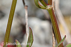 Schildblättriger Ampfer (Rumex scutatus) (C301629) Schildblättriger Ampfer (Rumex scutatus) (C301629)