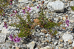 Fleischers Weidenröschen (Epilobium fleischeri) (C301630) Fleischers Weidenröschen (Epilobium fleischeri) (C301630)