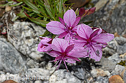 Fleischers Weidenröschen (Epilobium fleischeri) (C301632) Fleischers Weidenröschen (Epilobium fleischeri) (C301632)