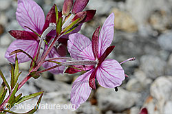 Fleischers Weidenröschen (Epilobium fleischeri) (C301633) Fleischers Weidenröschen (Epilobium fleischeri) (C301633)