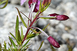 Fleischers Weidenröschen (Epilobium fleischeri) (C301635) Fleischers Weidenröschen (Epilobium fleischeri) (C301635)