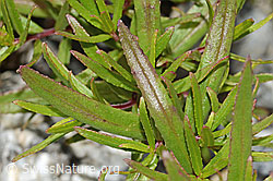 Fleischers Weidenröschen (Epilobium fleischeri) (C301636) Fleischers Weidenröschen (Epilobium fleischeri) (C301636)