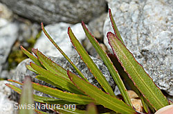 Fleischers Weidenröschen (Epilobium fleischeri) (C301638) Fleischers Weidenröschen (Epilobium fleischeri) (C301638)
