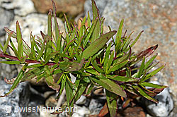 Fleischers Weidenröschen (Epilobium fleischeri) (C301642) Fleischers Weidenröschen (Epilobium fleischeri) (C301642)