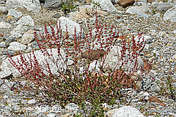 Schildblättriger Ampfer (Rumex scutatus) (C301645) Schildblättriger Ampfer (Rumex scutatus) (C301645)