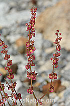 Schildblättriger Ampfer (Rumex scutatus) (C301657) Schildblättriger Ampfer (Rumex scutatus) (C301657)