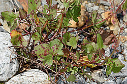 Schildblättriger Ampfer (Rumex scutatus) (C301659) Schildblättriger Ampfer (Rumex scutatus) (C301659)