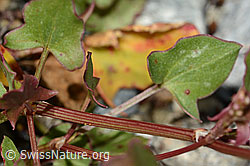 Schildblättriger Ampfer (Rumex scutatus) (C301660) Schildblättriger Ampfer (Rumex scutatus) (C301660)