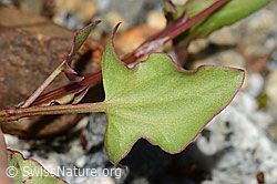 Schildblättriger Ampfer (Rumex scutatus) (C301662) Schildblättriger Ampfer (Rumex scutatus) (C301662)