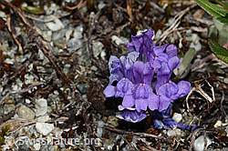 Linaria alpina (C301677)