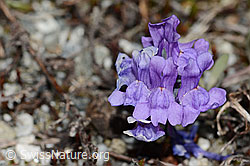 Linaria alpina (C301678)