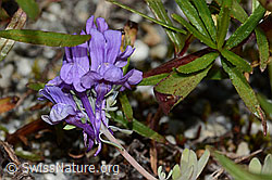 Linaria alpina (C301681)